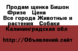 Продам щенка Бишон Фризе › Цена ­ 30 000 - Все города Животные и растения » Собаки   . Калининградская обл.